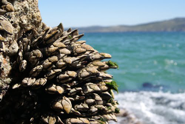 Percebes