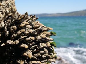 Percebes